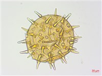 登錄號:S125579藏品圖，第1張