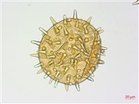 登錄號:S125579藏品圖，第3張