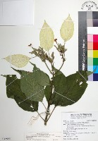 大葉玉葉金花藏品圖，第1張