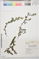 小葉黃鱔藤藏品圖，第1張