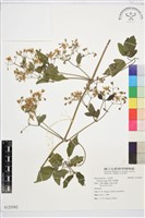 串鼻龍藏品圖，第1張