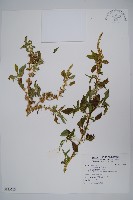 刺莧藏品圖，第1張