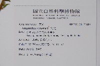 刺莧藏品圖，第2張