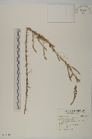 茵蔯蒿藏品圖，第1張