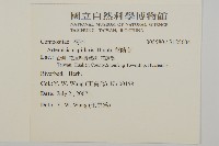 茵蔯蒿藏品圖，第2張