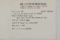 紫花霍香薊藏品圖，第2張