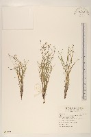 澤苦菜藏品圖，第1張