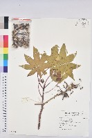 蓖麻藏品圖，第1張