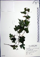 漢氏山葡萄藏品圖，第1張