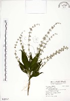 黃荊藏品圖，第1張