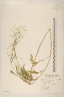 銀膠菊藏品圖，第1張