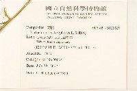 銀膠菊藏品圖，第2張