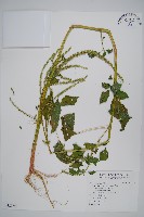 青莧藏品圖，第1張