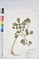 印度鐵莧藏品圖，第1張