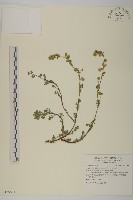 玉山艾藏品圖，第1張