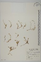 玉山卷耳藏品圖，第1張