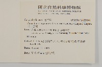 玉山卷耳藏品圖，第2張