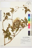 繡球藤藏品圖，第1張