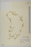 疏花繁縷藏品圖，第1張