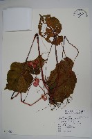 溪頭秋海棠藏品圖，第1張