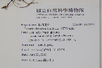 溪頭秋海棠藏品圖，第2張