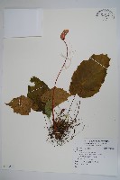 登錄號:S125661藏品圖，第1張