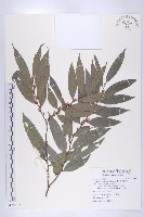 軟毛柿藏品圖，第1張