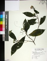 薄葉玉心花藏品圖，第1張