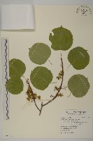 大葉南蛇藤藏品圖，第1張