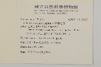 大葉南蛇藤藏品圖，第2張