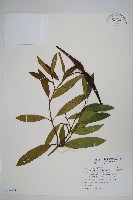 小錦蘭藏品圖，第1張