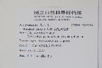 絨毛芙蓉蘭藏品圖，第2張