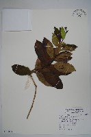 爬森藤藏品圖，第1張