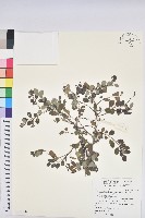 小紅仔珠藏品圖，第1張