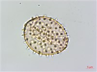 登錄號:S125708藏品圖，第1張