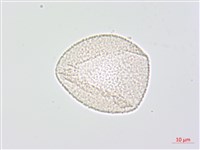 七葉一枝花藏品圖，第3張