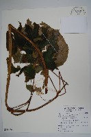 溪頭秋海棠藏品圖，第1張