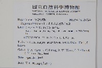 溪頭秋海棠藏品圖，第2張