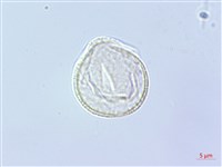 毛地黃藏品圖，第2張