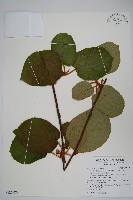 臺灣羊桃藏品圖，第1張