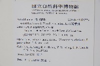 臺灣羊桃藏品圖，第2張