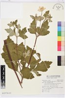 小白頭翁、野棉花藏品圖，第5張