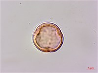 小白頭翁、野棉花藏品圖，第2張