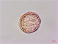 小白頭翁、野棉花藏品圖，第3張