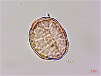 小白頭翁、野棉花藏品圖，第4張