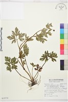 水辣菜、禺毛茛藏品圖，第4張