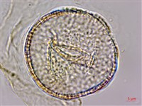 水辣菜、禺毛茛藏品圖，第2張