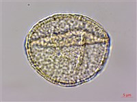 水辣菜、禺毛茛藏品圖，第3張