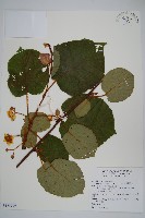 臺灣羊桃藏品圖，第1張