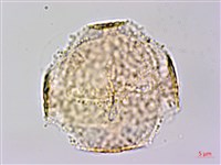 臺灣黃菫藏品圖，第2張